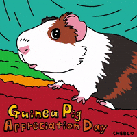 CHEBLO guineapig cheblo チェブロ モルモット GIF