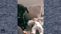 Paws Off! Dog Won't Let Texas Mom Touch Her Newborn Baby