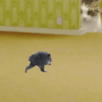 Cat Meme GIF by Furrend