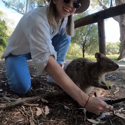 Australian Woman Takes Selfies With Baby Quokka