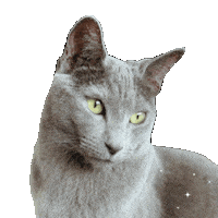 Cat Not Judging Sticker