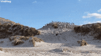 Penguin Rookery Quickly Runs Away