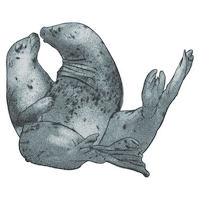 Seal Pair Sticker by Outriders