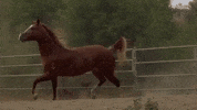 Sexy Cowboy GIF by Darius Martin