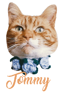 Cat Ginger Sticker