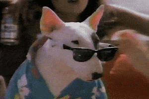 Spuds Mackenzie Dog GIF