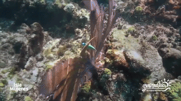 GIF by Dolphin Discovery