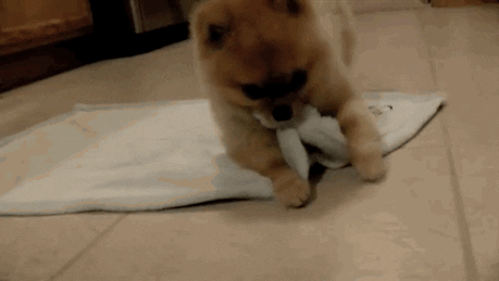 Dogs Pets GIF