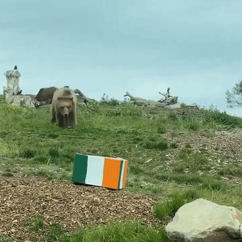 Bears Enjoy St Patrick's Day