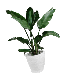 Plant Leaf Sticker by Pilates Republic