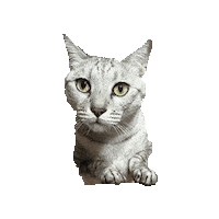 otanicat cat cats otanicat Sticker