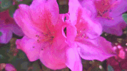 glitch flowers GIF