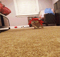 lobster GIF