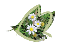Endangered Species Australia Sticker by NSW Department of Planning, Industry and Environment