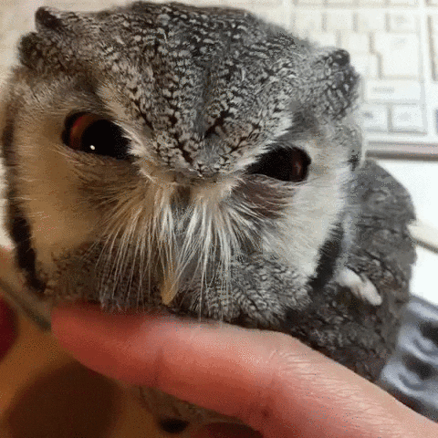 owl syndrome GIF