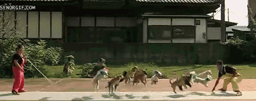 dog wtf GIF by Cheezburger