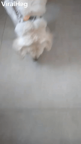 Sneaky Dog Steals Potato
