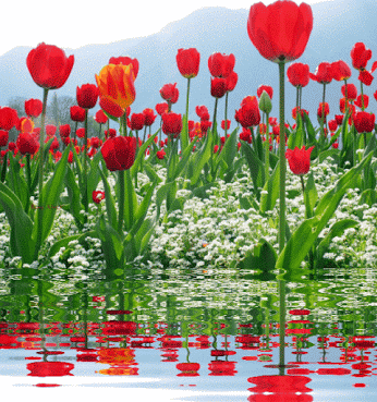 agua al GIF