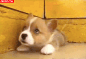 la un GIF