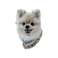 Belluccifriends Sticker by Bellucci Manila