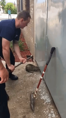 Chicago Firefighters Rescue Stuck Cat