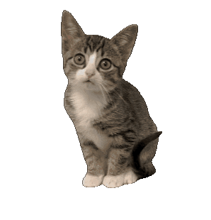 Cat Kitten Sticker by De Graafschap Dierenartsen