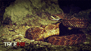 truetotheend GIF by True Blood HBO