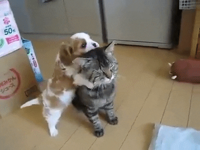 puppy loves GIF