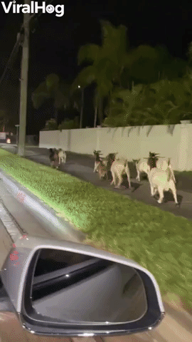 A Herd of Goats are on the Loose in Miami