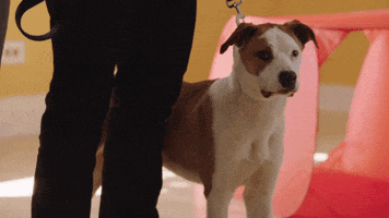 spring fever rescue dog GIF by Hallmark Channel