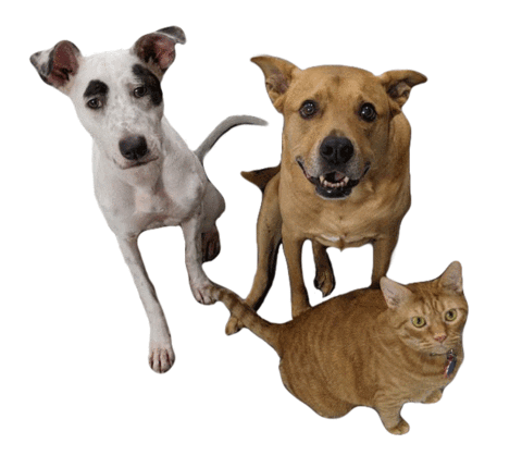 Thearangopack Sticker by Red Beard