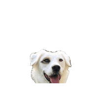 Disney Dogs Sticker by Geekster Pets