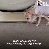 Baby Animals Dog GIF by The Dodo