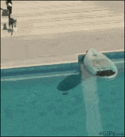 Like A Boss Deal With It GIF