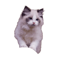 Kitten Sticker by ELLE