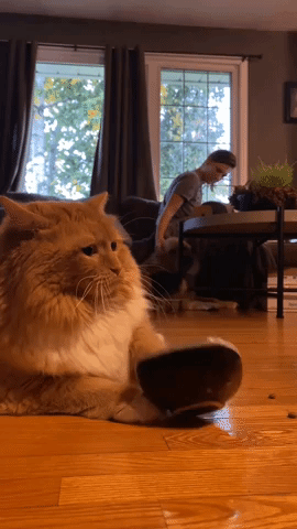 Cat's Message to Owner is Loud and Clear