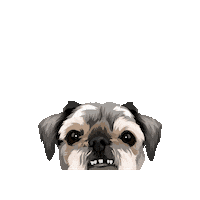 Lhasa Apso Dog Sticker by Pickle's Pawtraits