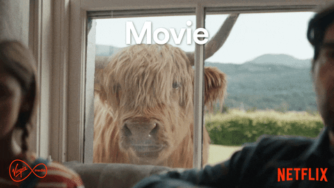 Highland Cow Popcorn GIF by Virgin Media