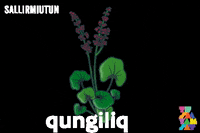 Inuvialuit GIF by Tusaayaksat Magazine