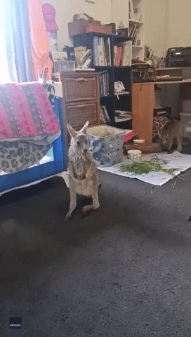 We've Got Roo Surrounded! Rescued Kangaroos Take Over Office at Victoria Shelter