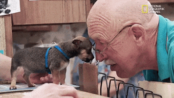 the incredible dr pol season 12 episode 8 GIF by Nat Geo Wild 