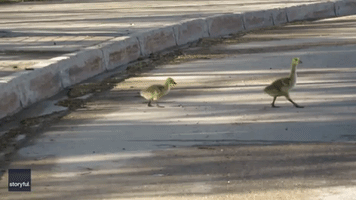 Tiny Gosling Tries to Catch Up as Family Crosses Road in Saskatchewan