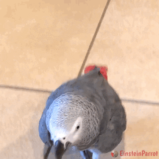 EinsteinParrot giphyupload walking parrot walkin GIF