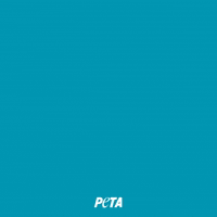Animal Rights GIF by PETA
