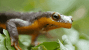 GIF by KQEDScience