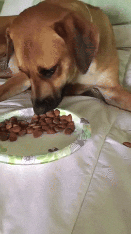 cuteanimalland giphyupload GIF