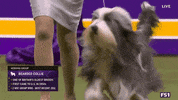 Dogs GIF by Westminster Kennel Club