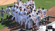 BeaverBaseball baseball oregon state GIF