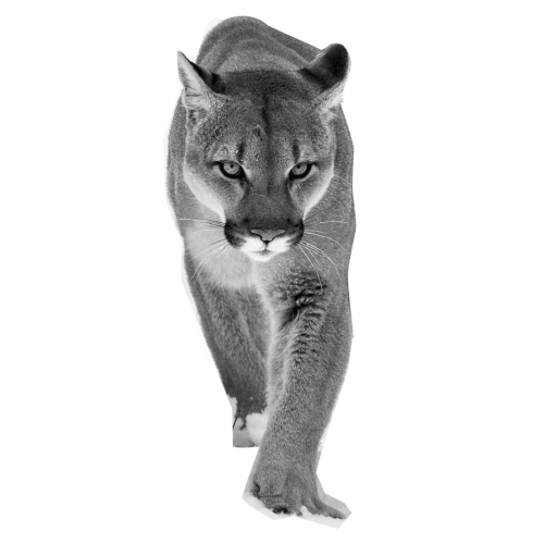 Roar Naturaleza Sticker by PUMA