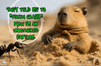 Capybara Chilling GIF